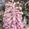 Petasites hybridus